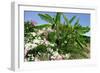 Flowers and Palms, Katelios, Kefalonia, Greece-Peter Thompson-Framed Photographic Print