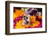 Flowers and Skull Laid out for Day of the Dead Celebration-Terry Eggers-Framed Premium Photographic Print