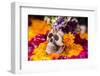 Flowers and Skull Laid out for Day of the Dead Celebration-Terry Eggers-Framed Photographic Print