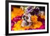 Flowers and Skull Laid out for Day of the Dead Celebration-Terry Eggers-Framed Photographic Print