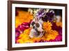 Flowers and Skull Laid out for Day of the Dead Celebration-Terry Eggers-Framed Photographic Print