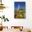 Flowers and St. Luke's Anglican Church, Oamaru, North Otago, South Island, New Zealand-David Wall-Photographic Print displayed on a wall