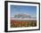 Flowers and the Birds Nest National Stadium in the Olympic Green, Beijing, China-Kober Christian-Framed Photographic Print