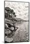 Flowers and Trees near Lake, Montreux. Switzerland-MikeNG-Mounted Photographic Print