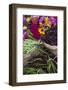 Flowers and Vegetables at Farmers' Market, Savannah, Georgia, USA-Joanne Wells-Framed Photographic Print