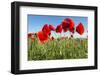 Flowers as a Colorful Background, Macro Photo, Nature Series-TSpider-Framed Photographic Print