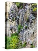 Flowers as Cliff Hangers. Garrapata State Park, Big Sur, California, USA-Tom Norring-Stretched Canvas