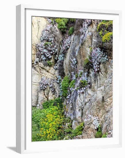 Flowers as Cliff Hangers. Garrapata State Park, Big Sur, California, USA-Tom Norring-Framed Premium Photographic Print