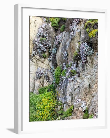 Flowers as Cliff Hangers. Garrapata State Park, Big Sur, California, USA-Tom Norring-Framed Photographic Print