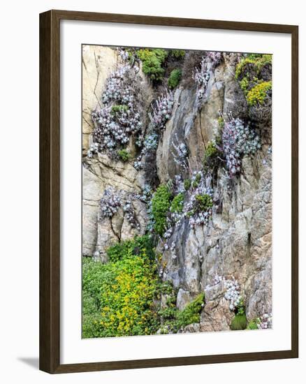 Flowers as Cliff Hangers. Garrapata State Park, Big Sur, California, USA-Tom Norring-Framed Photographic Print