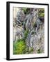 Flowers as Cliff Hangers. Garrapata State Park, Big Sur, California, USA-Tom Norring-Framed Photographic Print