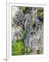 Flowers as Cliff Hangers. Garrapata State Park, Big Sur, California, USA-Tom Norring-Framed Photographic Print