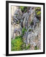 Flowers as Cliff Hangers. Garrapata State Park, Big Sur, California, USA-Tom Norring-Framed Photographic Print