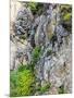 Flowers as Cliff Hangers. Garrapata State Park, Big Sur, California, USA-Tom Norring-Mounted Photographic Print