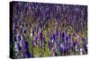 Flowers at a Farm in the Willamette Valley of Oregon-Bennett Barthelemy-Stretched Canvas