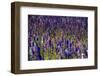 Flowers at a Farm in the Willamette Valley of Oregon-Bennett Barthelemy-Framed Photographic Print