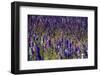 Flowers at a Farm in the Willamette Valley of Oregon-Bennett Barthelemy-Framed Photographic Print