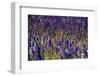 Flowers at a Farm in the Willamette Valley of Oregon-Bennett Barthelemy-Framed Photographic Print