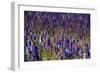 Flowers at a Farm in the Willamette Valley of Oregon-Bennett Barthelemy-Framed Photographic Print