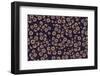 Flowers at Dawn Nº2-Florent Bodart-Framed Photographic Print