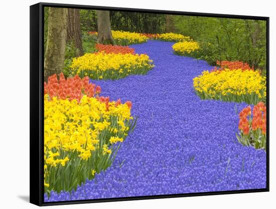 Flowers at Keukenhof Garden-Jim Zuckerman-Framed Stretched Canvas