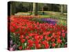 Flowers at Keukenhof Gardens, Near Leiden, Netherlands, Europe-Ethel Davies-Stretched Canvas