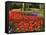 Flowers at Keukenhof Gardens, Near Leiden, Netherlands, Europe-Ethel Davies-Framed Stretched Canvas