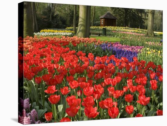 Flowers at Keukenhof Gardens, Near Leiden, Netherlands, Europe-Ethel Davies-Stretched Canvas