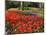 Flowers at Keukenhof Gardens, Near Leiden, Netherlands, Europe-Ethel Davies-Mounted Photographic Print