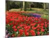 Flowers at Keukenhof Gardens, Near Leiden, Netherlands, Europe-Ethel Davies-Mounted Photographic Print