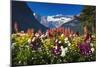 Flowers at Lake Louise under Mount Victoria, Banff National Park, Alberta, Canada-Russ Bishop-Mounted Photographic Print