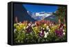 Flowers at Lake Louise under Mount Victoria, Banff National Park, Alberta, Canada-Russ Bishop-Framed Stretched Canvas
