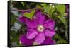 Flowers at Robinette's Apple Haus & Gift Barn, Grand Rapids, Michigan-Randa Bishop-Framed Stretched Canvas