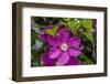 Flowers at Robinette's Apple Haus & Gift Barn, Grand Rapids, Michigan-Randa Bishop-Framed Photographic Print