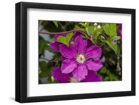Flowers at Robinette's Apple Haus & Gift Barn, Grand Rapids, Michigan-Randa Bishop-Framed Photographic Print