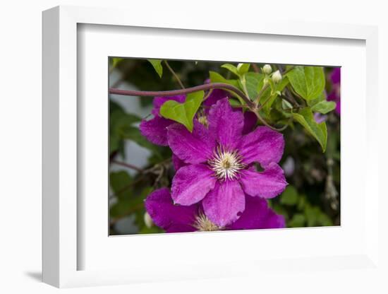 Flowers at Robinette's Apple Haus & Gift Barn, Grand Rapids, Michigan-Randa Bishop-Framed Photographic Print