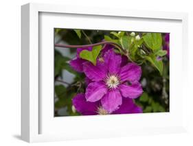 Flowers at Robinette's Apple Haus & Gift Barn, Grand Rapids, Michigan-Randa Bishop-Framed Photographic Print