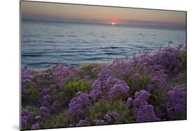 Flowers at Sunset, Del Mar Coast California, USA-Charles Gurche-Mounted Photographic Print