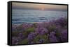 Flowers at Sunset, Del Mar Coast California, USA-Charles Gurche-Framed Stretched Canvas