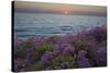 Flowers at Sunset, Del Mar Coast California, USA-Charles Gurche-Stretched Canvas