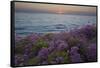 Flowers at Sunset, Del Mar Coast California, USA-Charles Gurche-Framed Stretched Canvas