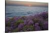 Flowers at Sunset, Del Mar Coast California, USA-Charles Gurche-Stretched Canvas