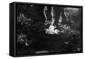 Flowers at Vietnam Memorial Washington DC-null-Framed Stretched Canvas