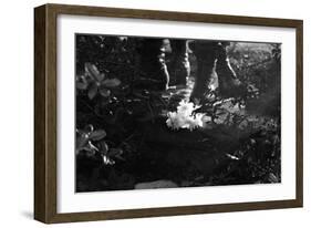 Flowers at Vietnam Memorial Washington DC-null-Framed Photo