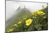 Flowers, Balang Mountain, Wolong National Nature Reserve, Sichuan Province, China-Dong Lei-Mounted Photographic Print