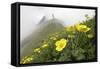 Flowers, Balang Mountain, Wolong National Nature Reserve, Sichuan Province, China-Dong Lei-Framed Stretched Canvas