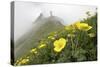 Flowers, Balang Mountain, Wolong National Nature Reserve, Sichuan Province, China-Dong Lei-Stretched Canvas