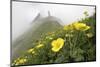 Flowers, Balang Mountain, Wolong National Nature Reserve, Sichuan Province, China-Dong Lei-Mounted Photographic Print