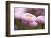Flowers, Bellis, Pink, Close-Up-Brigitte Protzel-Framed Photographic Print