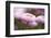 Flowers, Bellis, Pink, Close-Up-Brigitte Protzel-Framed Photographic Print